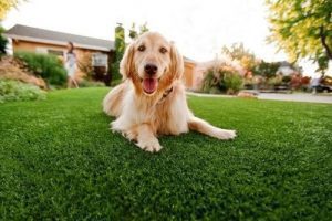 artificial-grass-for-dogs-500×383-w500-o artificial-grass-for-dogs-500x383-w500-o