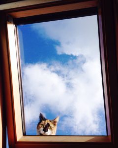 Cat looking into room from outside through a roof window, against a blue sky with white clouds